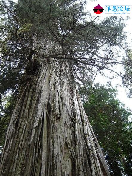 9500岁，瑞典发现最老古树