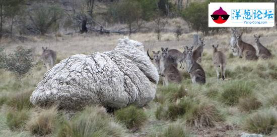 六年未剪的羊 积累竟重达44斤羊毛！