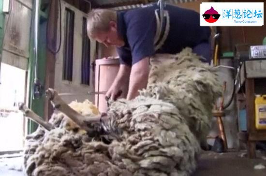 六年未剪的羊 积累竟重达44斤羊毛！