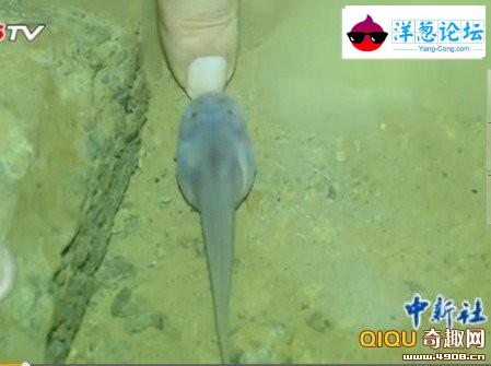 重庆溶洞现大量“玻璃鱼”，内脏清晰可见