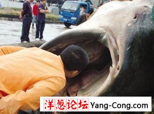 渔民捕到20吨重金钱鲨 张口可吞下成人(图)