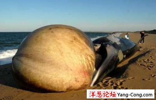 科技时代_美海滩现14米长鲸鱼死尸 舌头肿胀似气球(图)