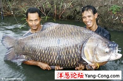 渔民钓得世界最大鲤鱼重达100多公斤(图)