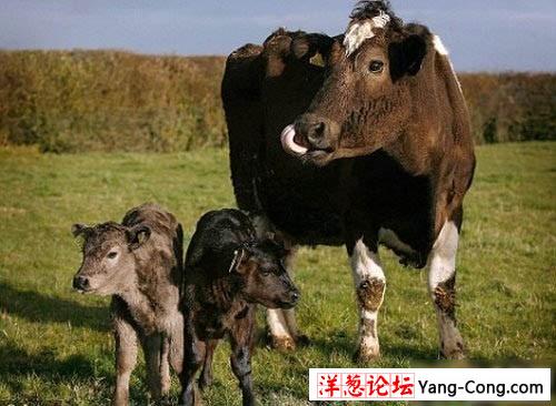 英国母牛产下不同品种双胞胎牛犊(组图)