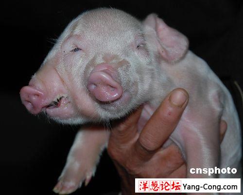 4岁母猪产下双头小猪三眼两嘴(组图)