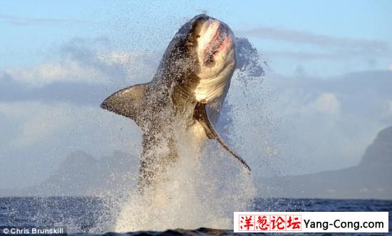 大白鲨跃出水面捕食海豹瞬间抓拍(组图)