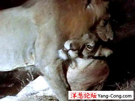 残忍雄狮竟吃掉刚分娩完的母狮(实拍组图)