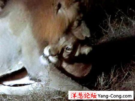 残忍雄狮竟吃掉刚分娩完的母狮(实拍组图)