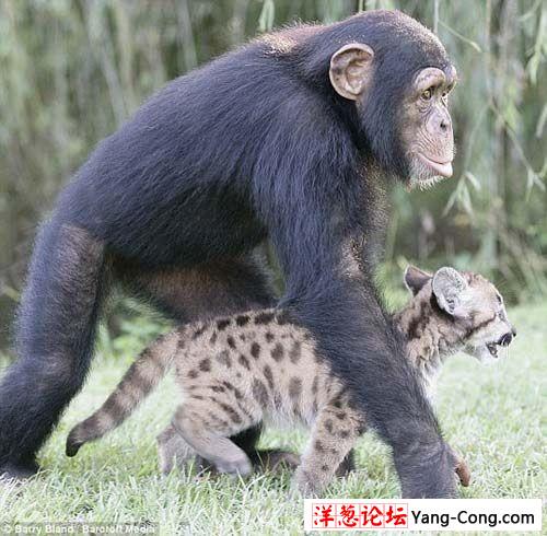 大猩猩用奶瓶给幼狮喂奶 成职业保姆(组图)