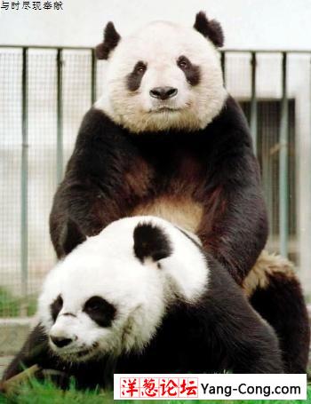 劲爆！大熊猫靠看X片来发情(组图)
