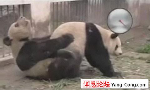 熊猫的疯狂交配花样 使尽各种高难动作(实拍全程组图)