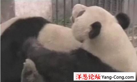 熊猫的疯狂交配花样 使尽各种高难动作(实拍全程组图)