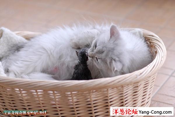 小猫咪真实自然分娩的全过程特拍图集:分别有黑猫和白猫分娩(组图)