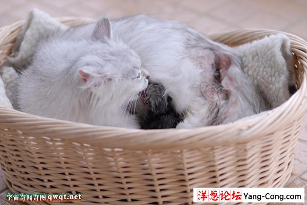小猫咪真实自然分娩的全过程特拍图集:分别有黑猫和白猫分娩(组图)