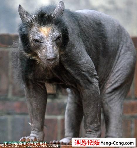 德国动物园一头熊得病全身脱毛 成裸体怪兽(组图)