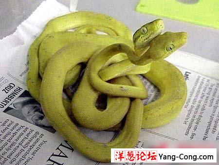 盘点世界上最美丽又最毒的蛇(组图)