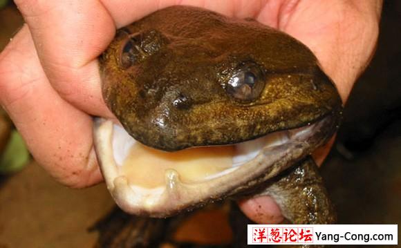 湄公河流域发现离奇新物种:青蛙长牙能吃鸟(组图)