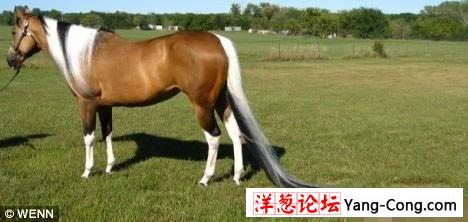 世界上尾巴最长的马长达12.5英尺(组图)