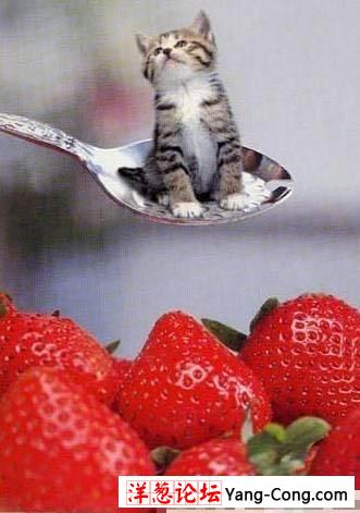 世界上最小的猫咪 只有草莓那么大(组图)