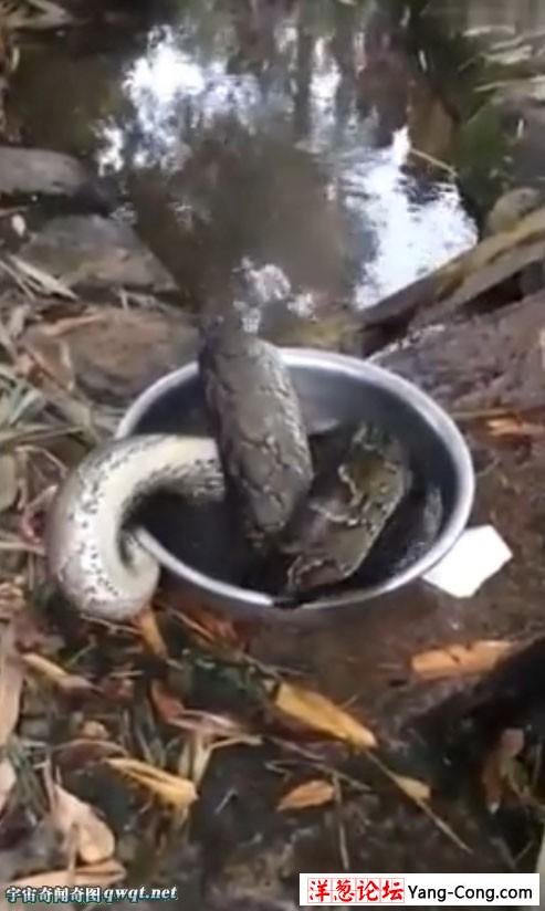 残忍:巨型缅甸蟒被砍头用水煮 翻出水盆后又被抓回(视频和组图)