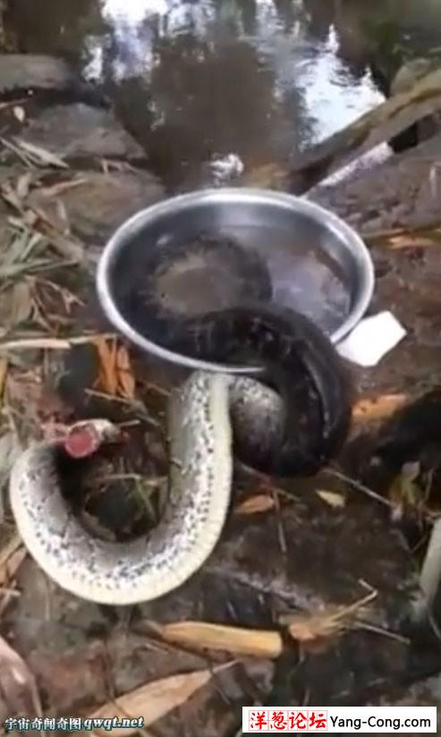 残忍:巨型缅甸蟒被砍头用水煮 翻出水盆后又被抓回(视频和组图)