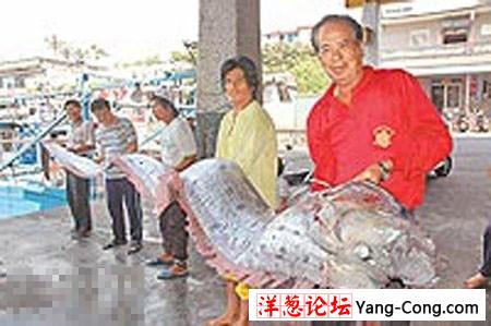 渔民捕获5.6米皇带鱼 无人敢买来吃(图)
