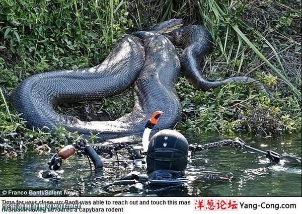 男子在巴西拍到八米长的巨型森蚺 罕见超级大蛇(组图)