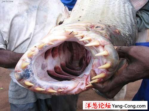 世界上最凶猛的淡水鱼:食人鱼(组图)