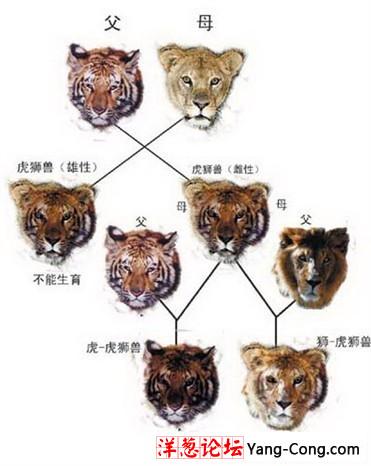 罕见异种动物之间的交配 狮虎交配 (抓拍组图)