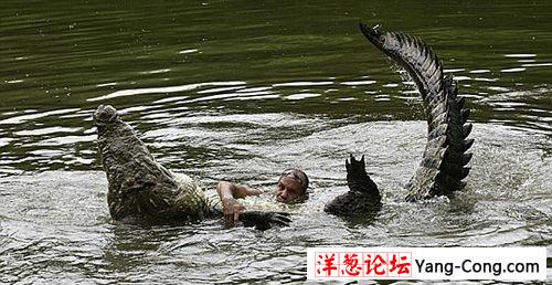组图：男子与鳄鱼成为好朋友 一起游泳玩耍