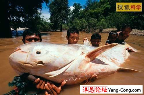湄公河巨魾:世界最大稀有淡水鱼濒临灭绝(图)