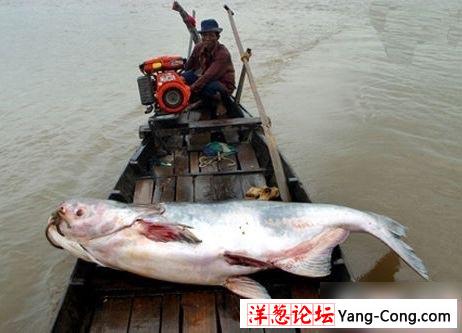 湄公河巨魾:世界最大稀有淡水鱼濒临灭绝(图)