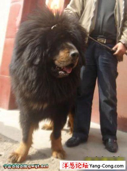 世界上最巨型猛犬最大的狗惊异图集(组图48P)