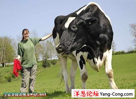 世界最大的巨型奶牛:高6英尺重一吨多(组图)