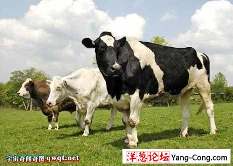 世界最大的巨型奶牛:高6英尺重一吨多(组图)