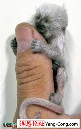 世界上最小的猴子仅手指大小:指猴(组图)