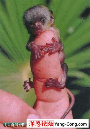 世界上最小的猴子仅手指大小:指猴(组图)