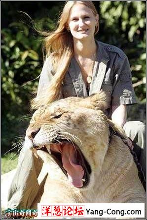世界最巨型狮虎兽 3.6米长 体重超过1000斤(组图)