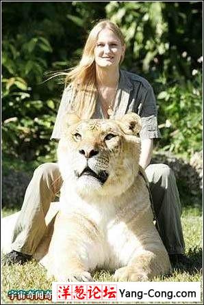 世界最巨型狮虎兽 3.6米长 体重超过1000斤(组图)