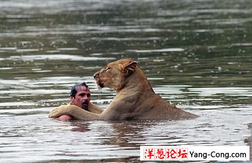 竟有人与母狮一同在河中洗澡(组图)