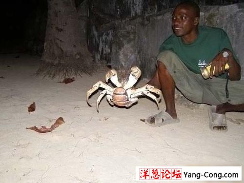 盘点世界上最大的节肢动物:异形怪蟹(惊异组图)
