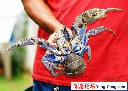 盘点世界上最大的节肢动物:异形怪蟹(惊异组图)