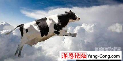全球最罕见动物雨：牛从天而降(13)