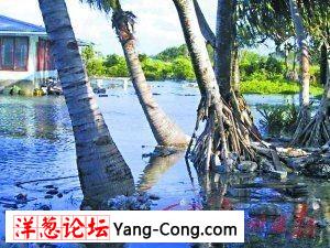 大潮期间被海水淹没的图瓦卢  广州日报 图