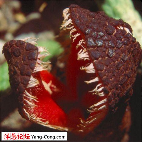 15大最罕见最奇异珍稀植物:尸花释放尸体臭味(组图)