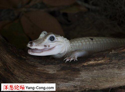 美国沼泽地发现罕见白色鳄鱼(组图)