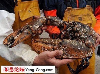 捕获的1米长百岁以上巨型龙虾精图集最全版:巨钳可剪断人手(组图)