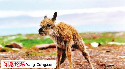 全球首次拍到藏羚羊自然产崽的图片(组图)