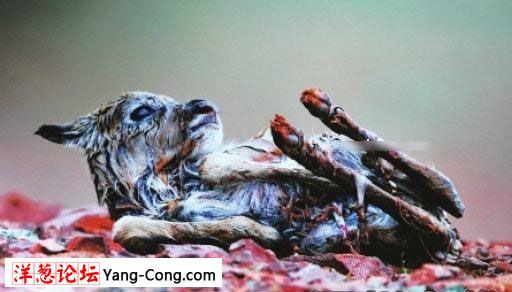 全球首次拍到藏羚羊自然产崽的图片(组图)