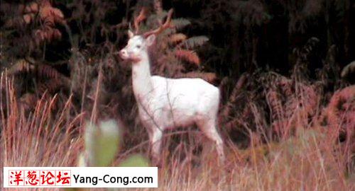英国森林中发现传说中神秘白色雄鹿